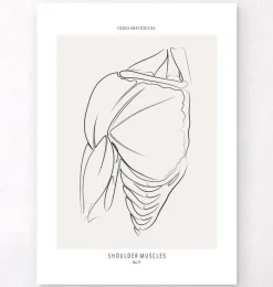 Codex Anatomicus Skull & Skeleton^Shoulder muscles anatomy - Line Art