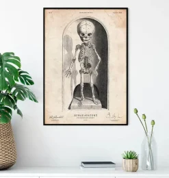 Codex Anatomicus Skull & Skeleton^Skeleton of a baby anatomy print
