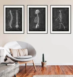 Codex Anatomicus Skull & Skeleton^Skeleton sagittal view - Chalkboard