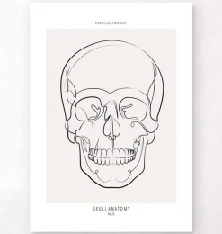 Codex Anatomicus Skull & Skeleton^Skull anatomy - Line Art