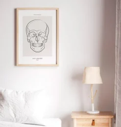 Codex Anatomicus Skull & Skeleton^Skull anatomy - Line Art