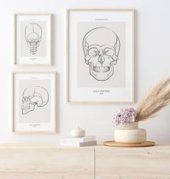 Codex Anatomicus Skull & Skeleton^Skull anatomy - Line Art