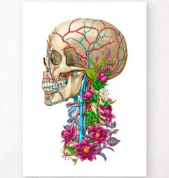 Codex Anatomicus Skull & Skeleton^Skull anatomy II - Floral - White
