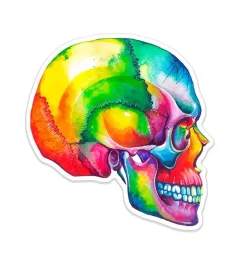 Codex Anatomicus Stickers^Skull anatomy sticker I - Watercolor Splash