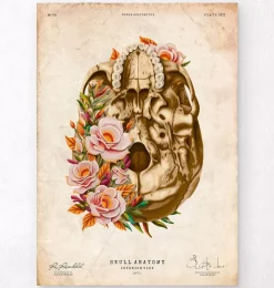 Codex Anatomicus Skull & Skeleton^Skull anatomy V - Floral - Vintage