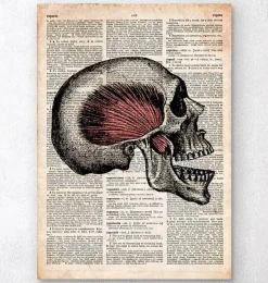 Codex Anatomicus Skull & Skeleton^Skull art print - Old dictionary page