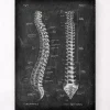 Codex Anatomicus Skull & Skeleton^Spine anatomy - Chalkboard