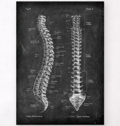 Codex Anatomicus Skull & Skeleton^Spine anatomy - Chalkboard