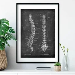 Codex Anatomicus Skull & Skeleton^Spine anatomy - Chalkboard