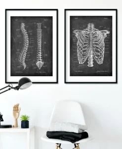 Codex Anatomicus Skull & Skeleton^Spine anatomy - Chalkboard