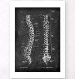 Codex Anatomicus Skull & Skeleton^Spine anatomy - Chalkboard