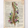 Codex Anatomicus Skull & Skeleton^Spine anatomy - Floral - Old dictionary