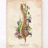 Codex Anatomicus Skull & Skeleton^Spine anatomy - Floral - Vintage
