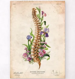 Codex Anatomicus Skull & Skeleton^Spine anatomy - Floral - Vintage