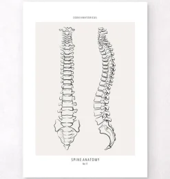 Codex Anatomicus Skull & Skeleton^Spine anatomy - Line Art