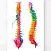 Codex Anatomicus Skull & Skeleton^Spine anatomy - Watercolor splash