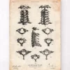 Codex Anatomicus Skull & Skeleton^Spine anatomy art poster