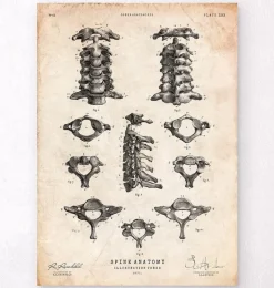 Codex Anatomicus Skull & Skeleton^Spine anatomy art poster