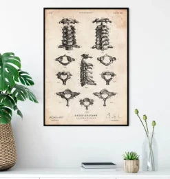 Codex Anatomicus Skull & Skeleton^Spine anatomy art poster