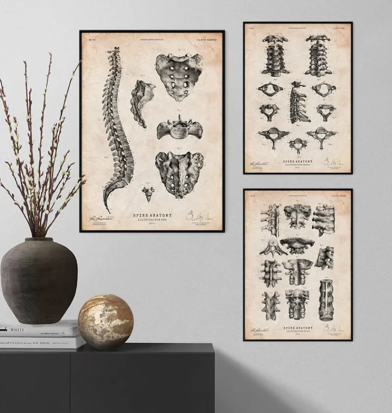 Codex Anatomicus Skull & Skeleton^Spine anatomy art poster
