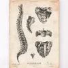 Codex Anatomicus Skull & Skeleton^Spine anatomy art print