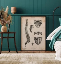 Codex Anatomicus Skull & Skeleton^Spine anatomy art print