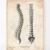 Codex Anatomicus Skull & Skeleton^Spine anatomy chart