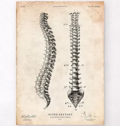 Codex Anatomicus Skull & Skeleton^Spine anatomy chart