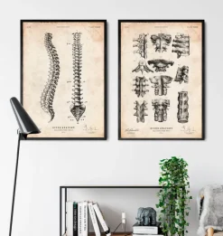Codex Anatomicus Skull & Skeleton^Spine anatomy chart