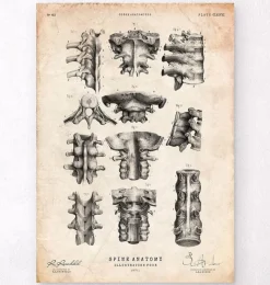 Codex Anatomicus Skull & Skeleton^Spine anatomy poster
