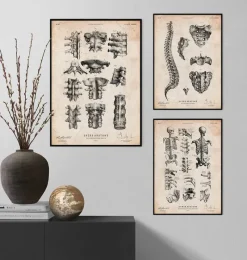 Codex Anatomicus Skull & Skeleton^Spine anatomy poster