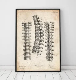 Codex Anatomicus Skull & Skeleton^Spine anatomy print