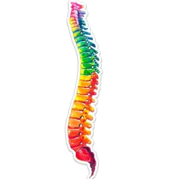 Codex Anatomicus Stickers^Spine anatomy sticker - Watercolor Splash
