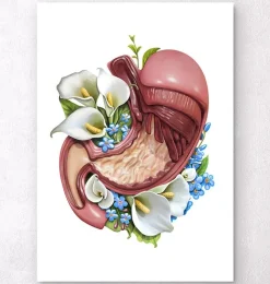 Codex Anatomicus Digestive System^Stomach anatomy - Floral - White