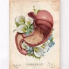 Codex Anatomicus Digestive System^Stomach anatomy - Floral - Vintage