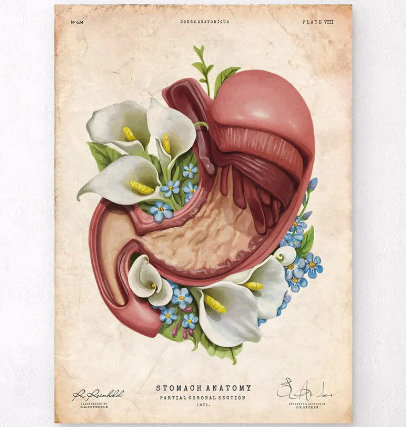 Codex Anatomicus Digestive System^Stomach anatomy - Floral - Vintage