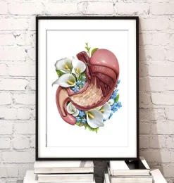 Codex Anatomicus Digestive System^Stomach anatomy - Floral - White