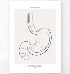Codex Anatomicus Digestive System^Stomach anatomy - Line Art
