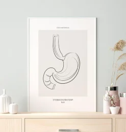 Codex Anatomicus Digestive System^Stomach anatomy - Line Art