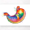 Codex Anatomicus Digestive System^Stomach anatomy art - Watercolor splash