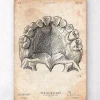 Codex Anatomicus Dental Anatomy^Teeth anatomy art print