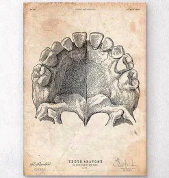 Codex Anatomicus Dental Anatomy^Teeth anatomy art print