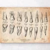 Codex Anatomicus Dental Anatomy^Teeth anatomy chart