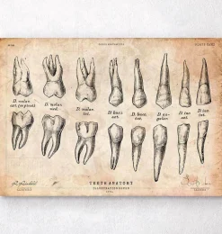 Codex Anatomicus Dental Anatomy^Teeth anatomy chart