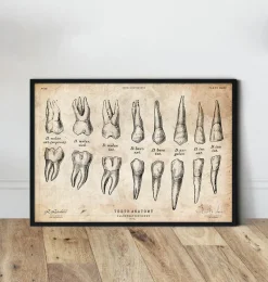 Codex Anatomicus Dental Anatomy^Teeth anatomy chart