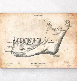 Codex Anatomicus Dental Anatomy^Teeth and jaw bone anatomy print