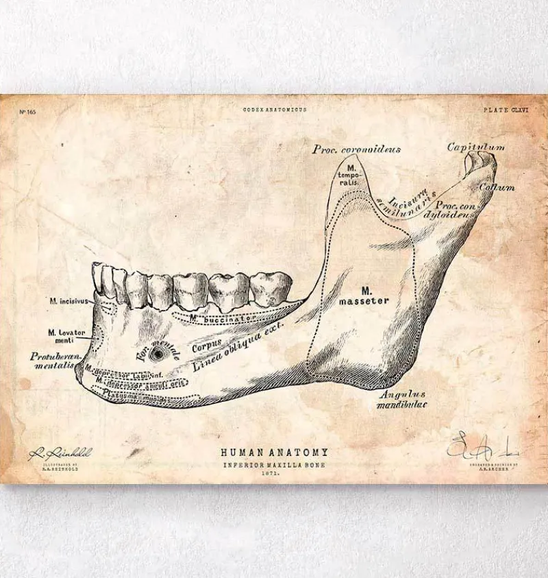 Codex Anatomicus Dental Anatomy^Teeth and jaw bone anatomy print
