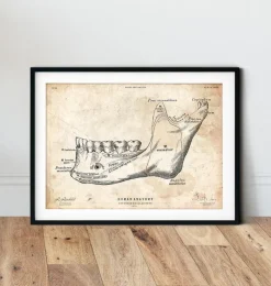 Codex Anatomicus Dental Anatomy^Teeth and jaw bone anatomy print