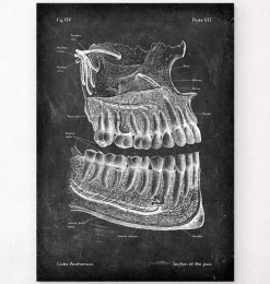 Codex Anatomicus Skull & Skeleton | Dental Anatomy^Teeth and jaws anatomy - Chalkboard