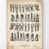 Codex Anatomicus Dental Anatomy^Teeth chart art print